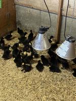 Pommernenten Küken zu verkaufen