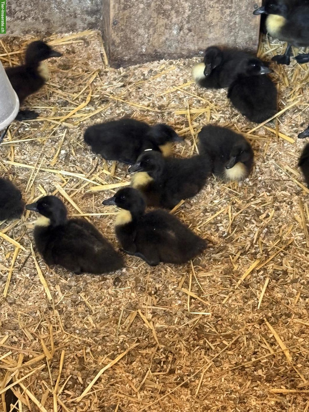 Bild 2: Pommernenten Küken zu verkaufen