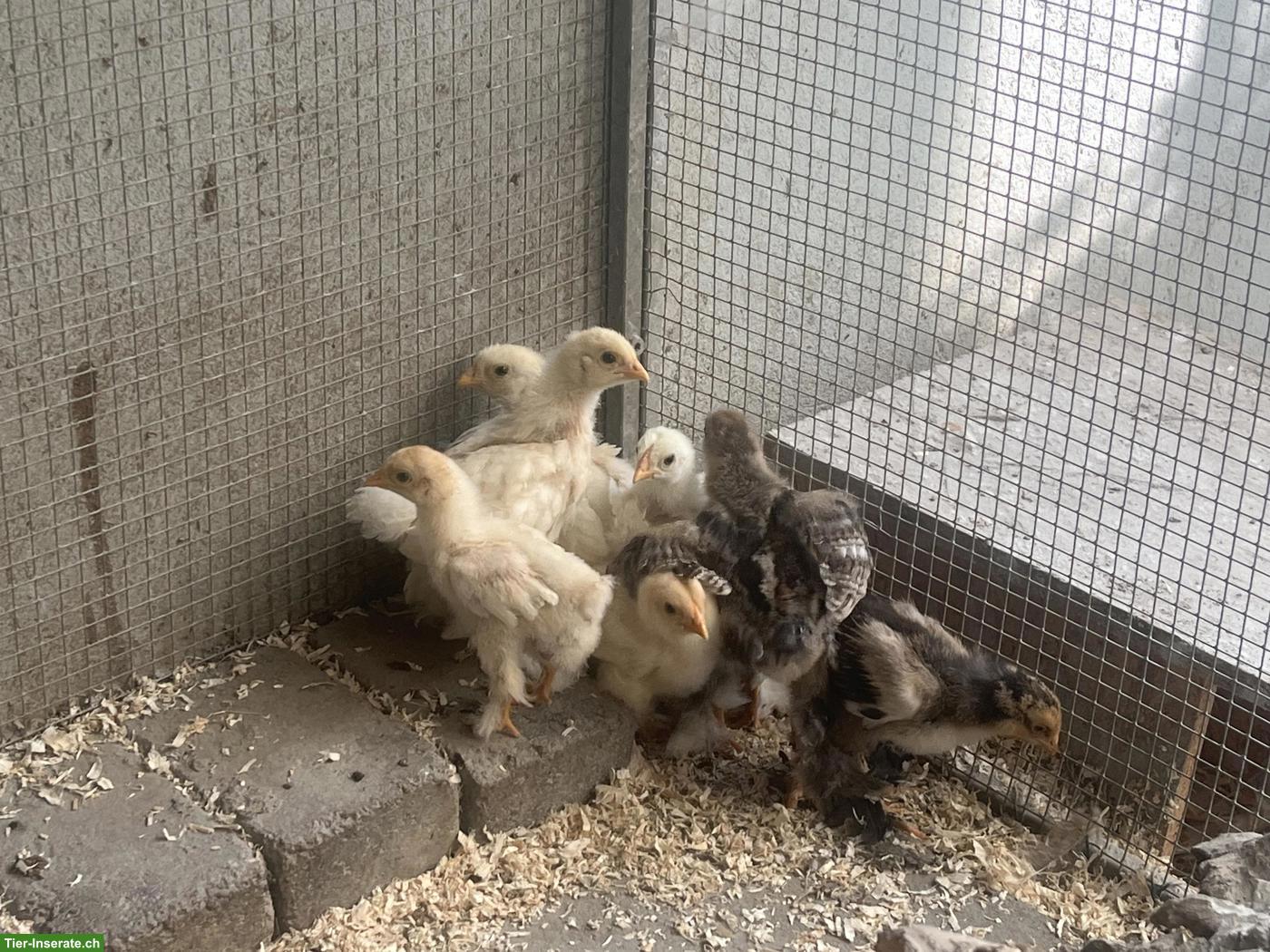 Diverse Brahma (grosse Rasse) Küken zu verkaufen
