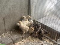 Diverse Brahma (grosse Rasse) Küken zu verkaufen