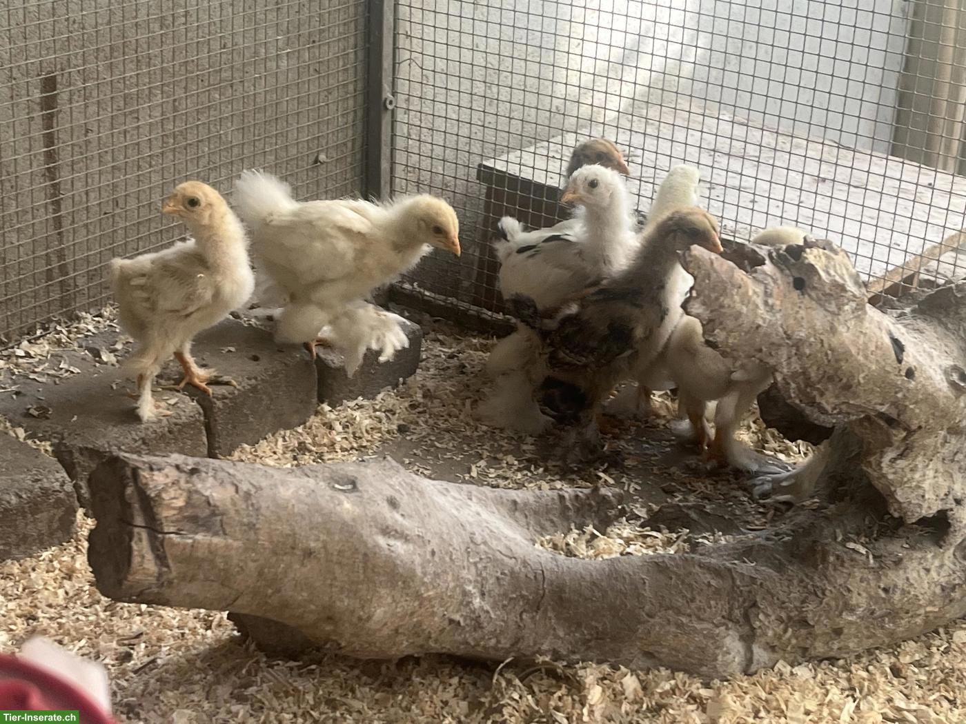 Bild 2: Diverse Brahma (grosse Rasse) Küken zu verkaufen