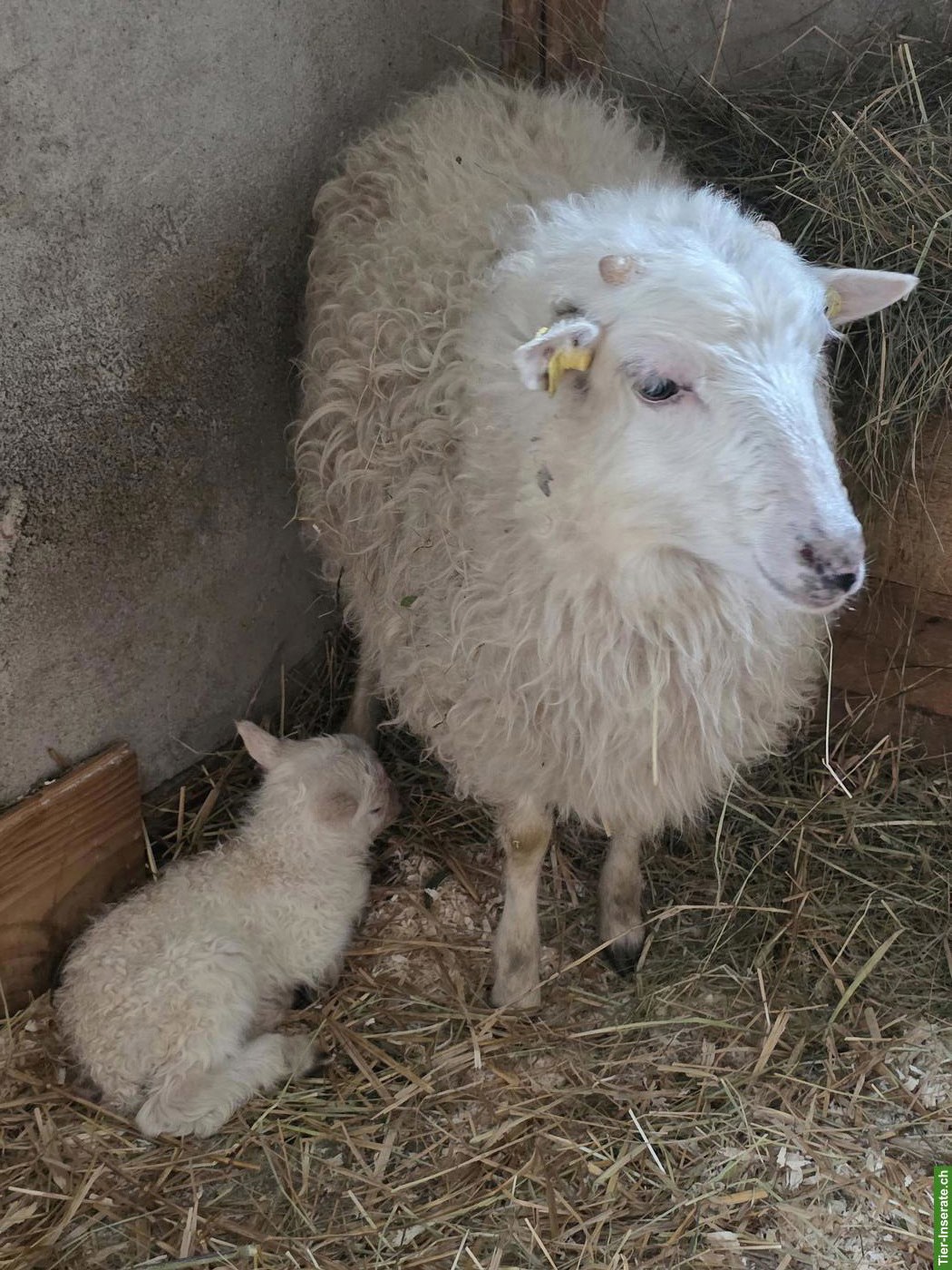 5 Skudden Auen mit Lämmer