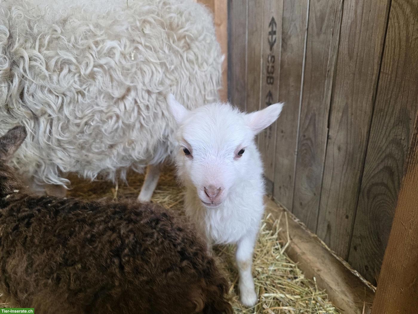 Bild 2: 5 Skudden Auen mit Lämmer