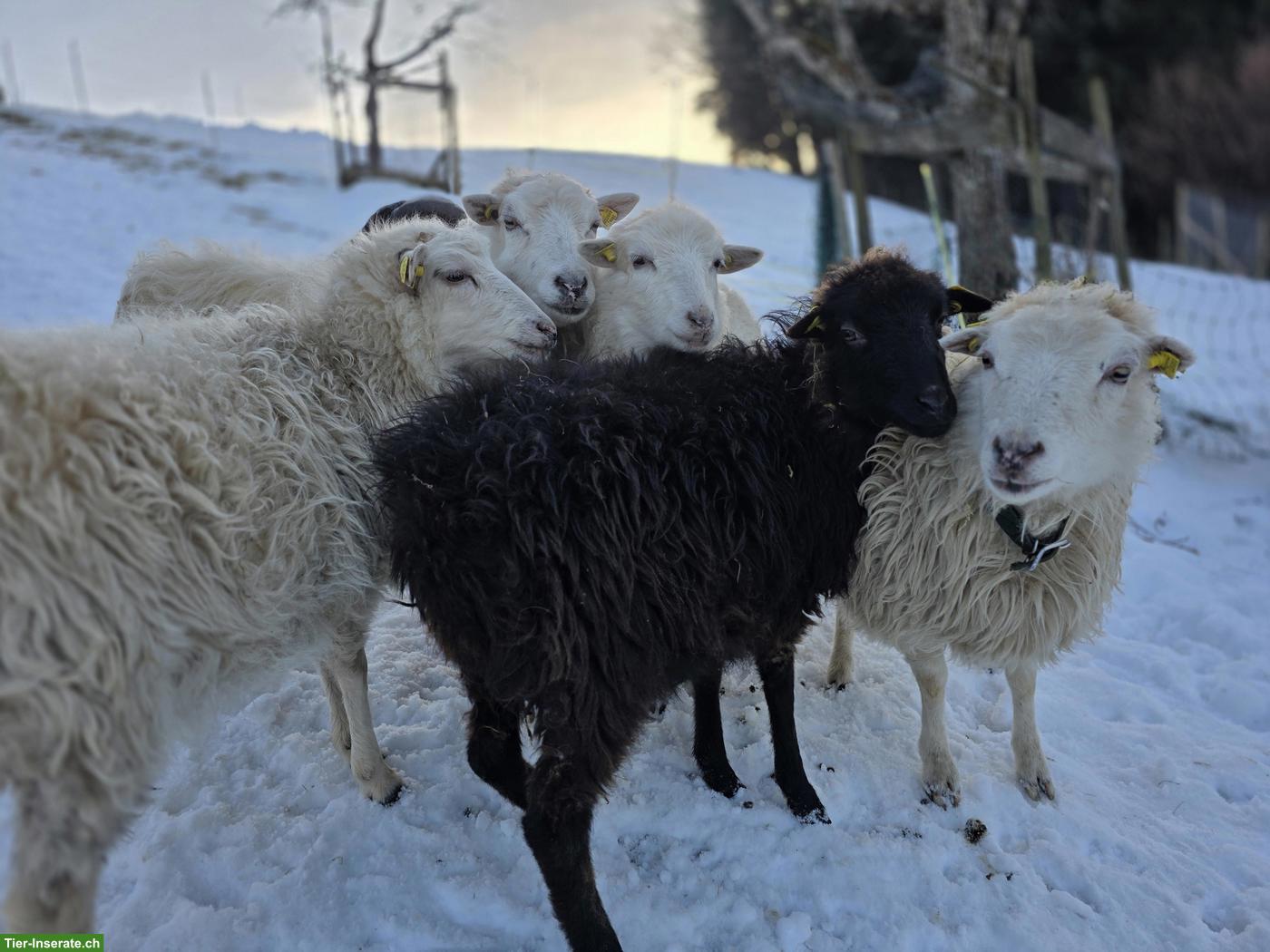 Bild 3: 5 Skudden Auen mit Lämmer