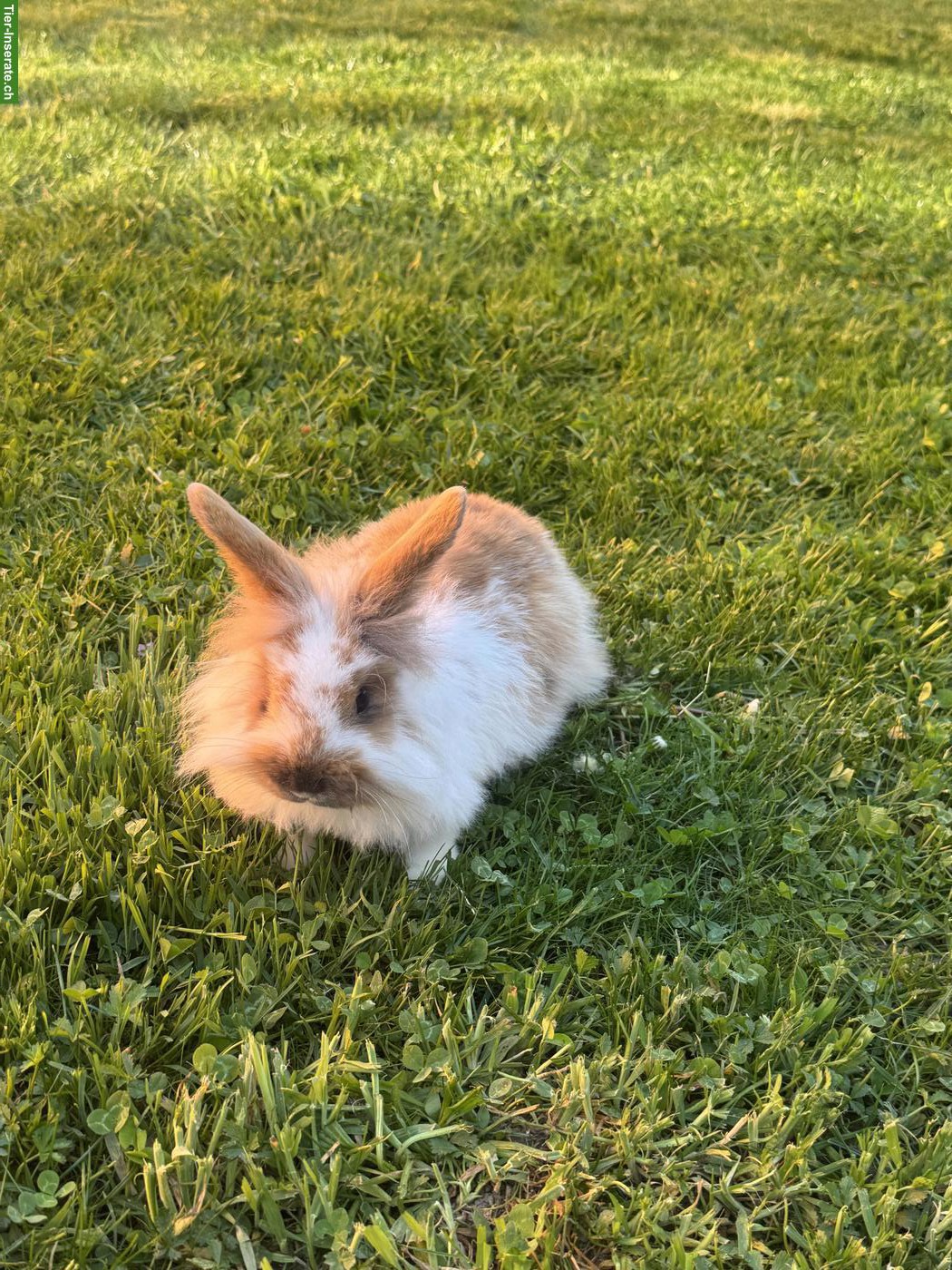 Junges süsses Löwenköpfli Männchen