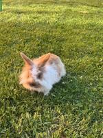 Junges süsses Löwenköpfli Männchen