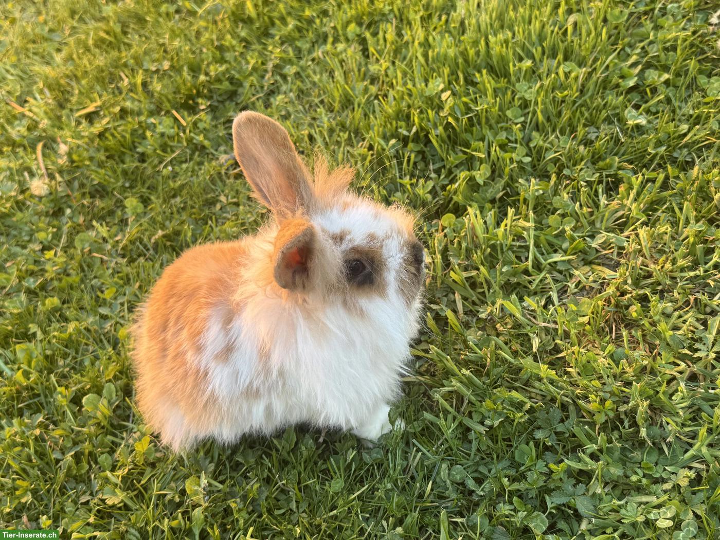 Bild 2: Junges süsses Löwenköpfli Männchen