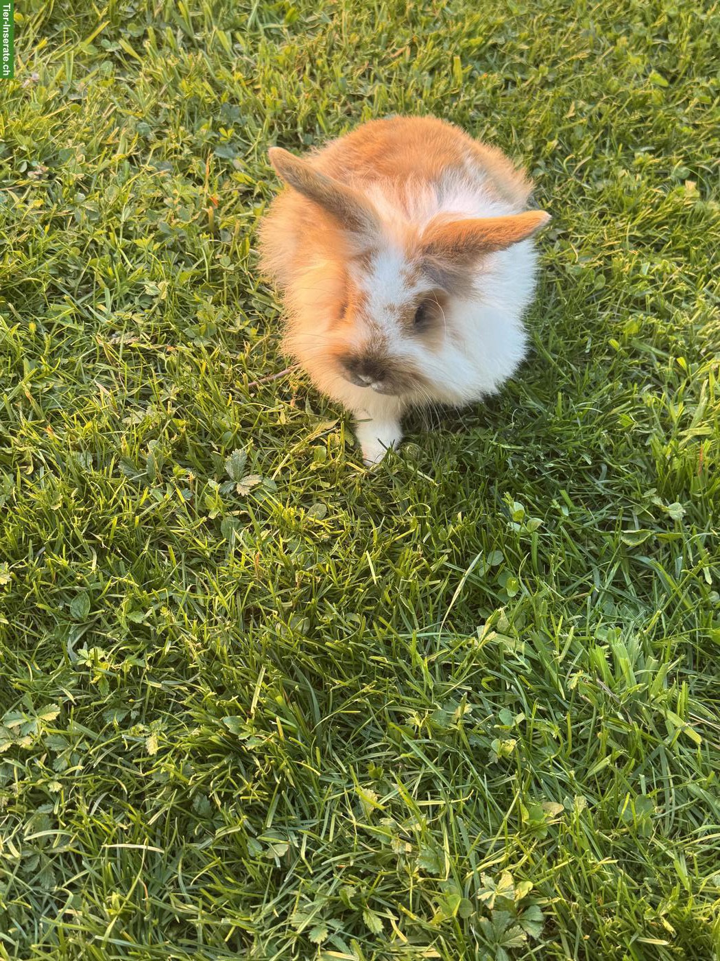 Bild 3: Junges süsses Löwenköpfli Männchen