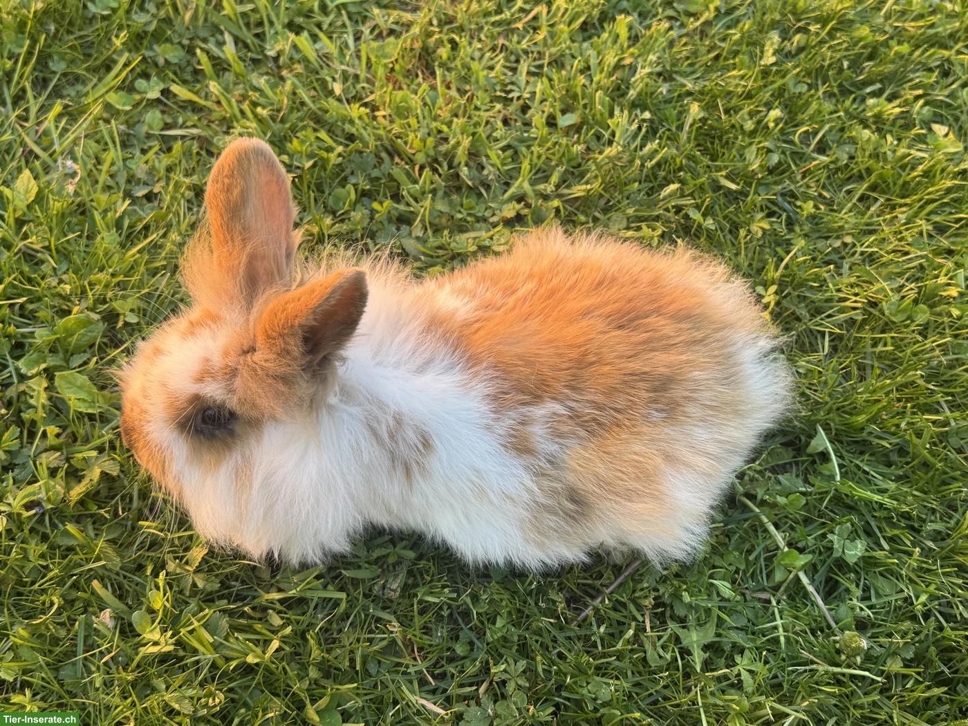 Bild 4: Junges süsses Löwenköpfli Männchen