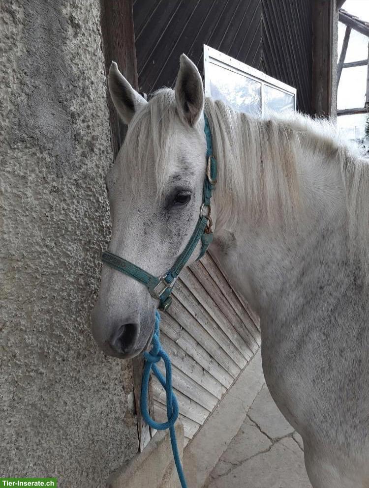 Paso Fino Wallach zu verkaufen (15 Jahre alt)