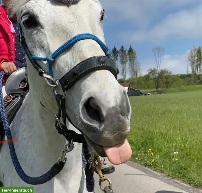 Bild 2: Paso Fino Wallach zu verkaufen (15 Jahre alt)