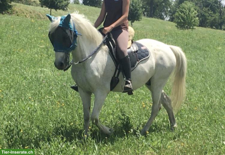 Bild 3: Paso Fino Wallach zu verkaufen (15 Jahre alt)