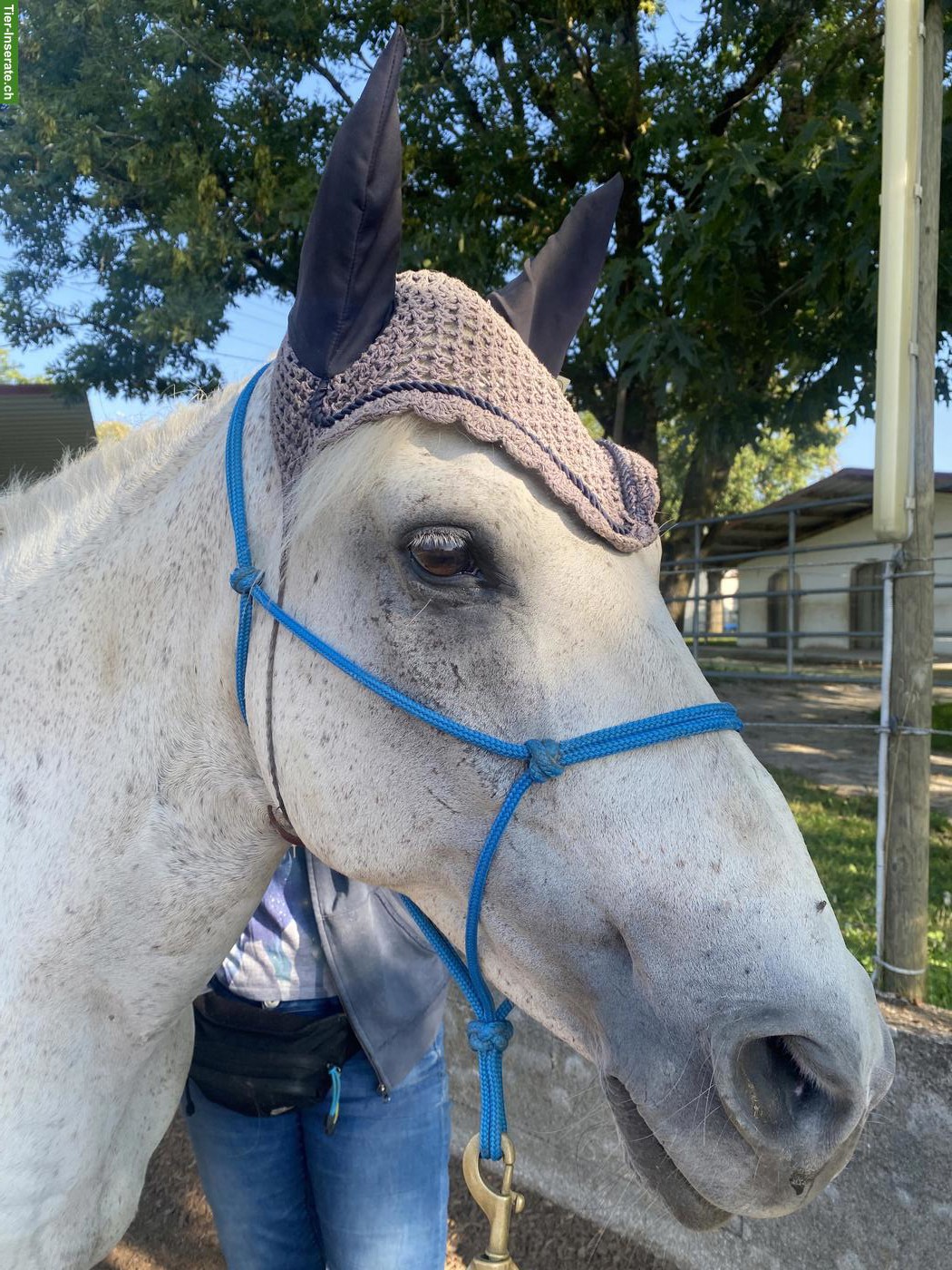 Bild 4: Paso Fino Wallach zu verkaufen (15 Jahre alt)