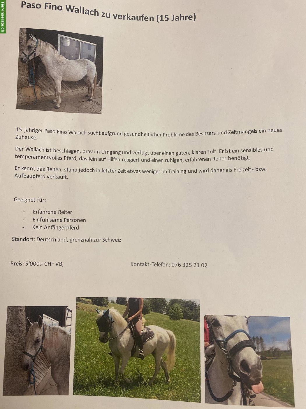 Bild 5: Paso Fino Wallach zu verkaufen (15 Jahre alt)