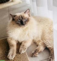 Hübscher Ragdoll Deckkater (FeLV/FIV negativ)