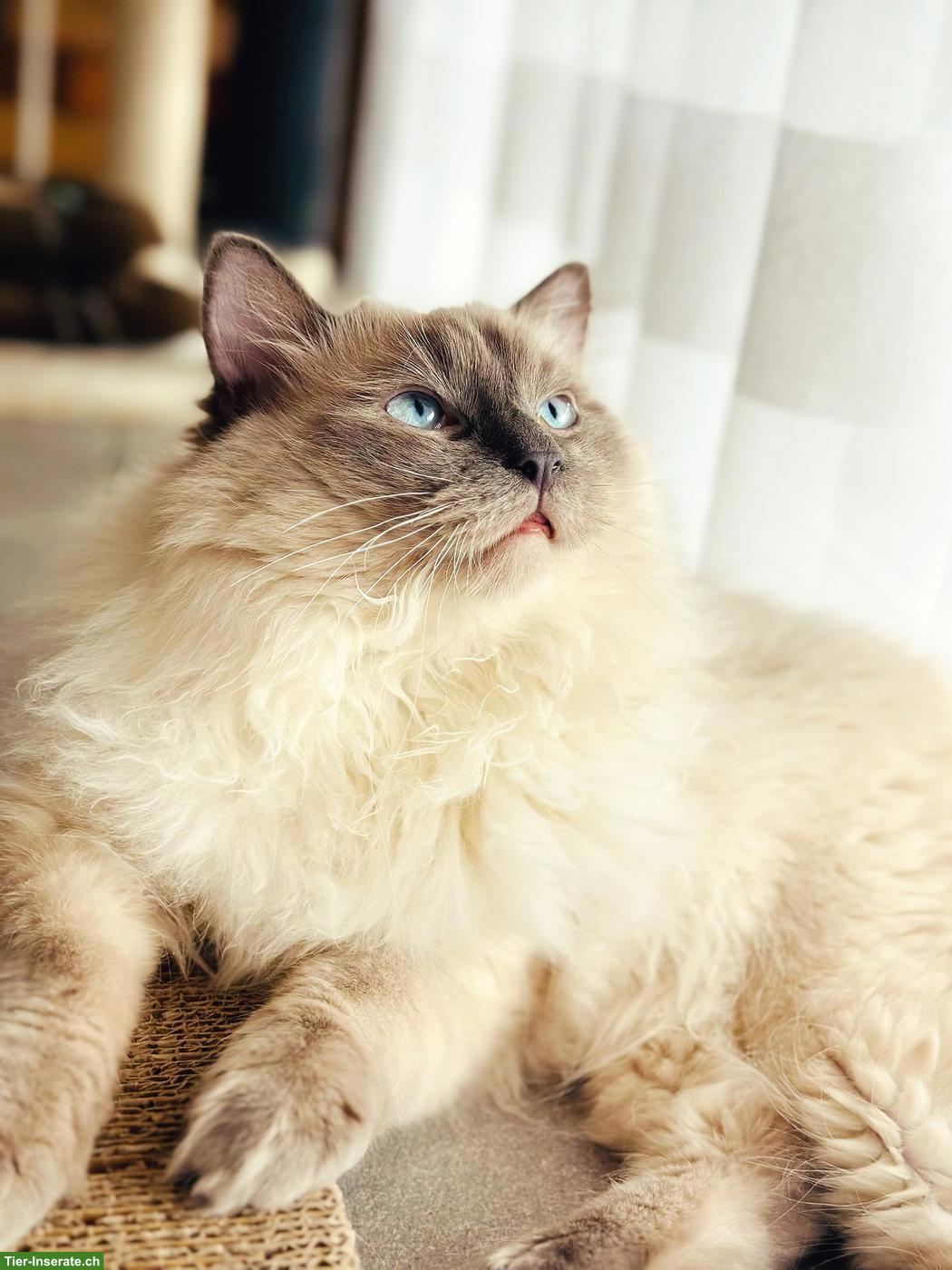 Bild 2: Hübscher Ragdoll Deckkater (FeLV/FIV negativ)