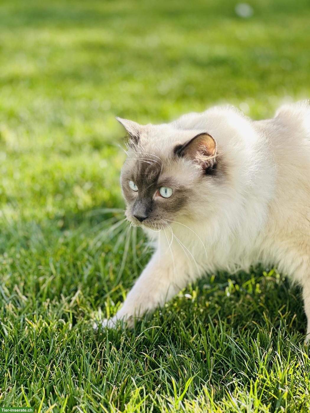 Bild 3: Hübscher Ragdoll Deckkater (FeLV/FIV negativ)