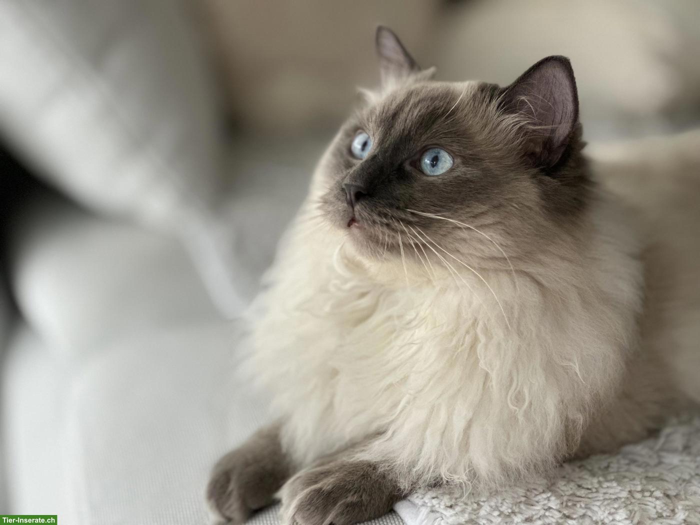 Bild 4: Hübscher Ragdoll Deckkater (FeLV/FIV negativ)