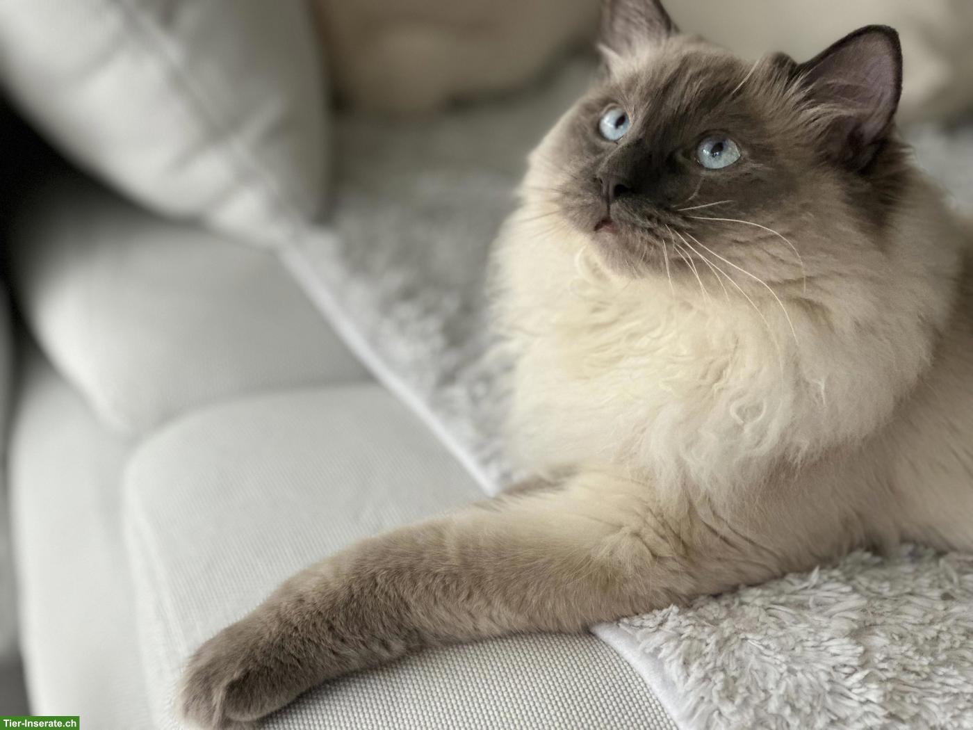Bild 5: Hübscher Ragdoll Deckkater (FeLV/FIV negativ)