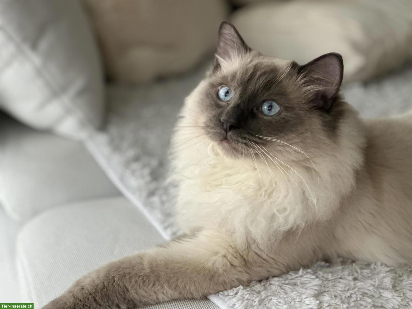 Bild 6: Hübscher Ragdoll Deckkater (FeLV/FIV negativ)