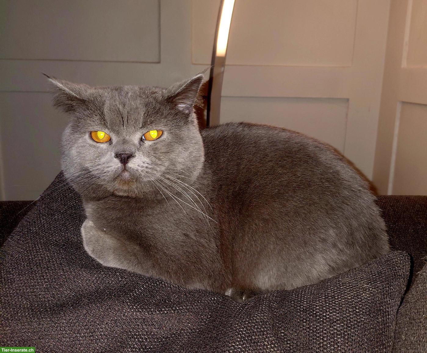 Deckkater BKH grau, lieb und zutraulich