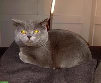 Deckkater BKH grau, lieb und zutraulich
