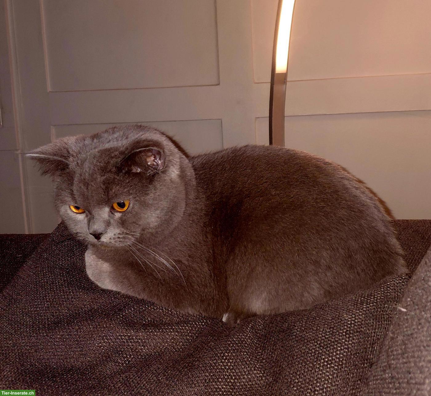 Bild 2: Deckkater BKH grau, lieb und zutraulich