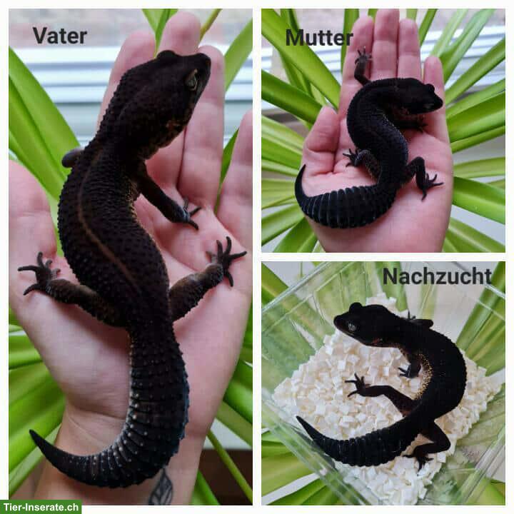 Black Night Leopardgecko Babys suchen bald ein tolles Zuhause