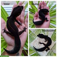 Black Night Leopardgecko Babys suchen bald ein tolles Zuhause