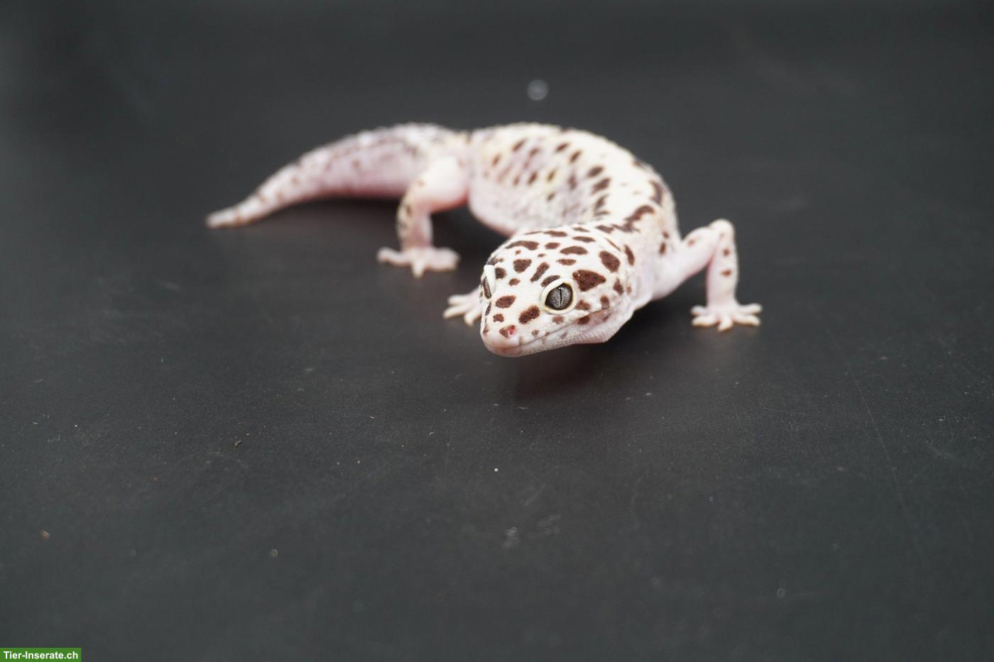 Gem Snow Leopardgecko Babys suchen bald ein neues Zuhause