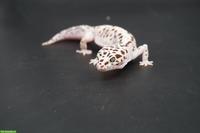 Gem Snow Leopardgecko Babys suchen bald ein neues Zuhause