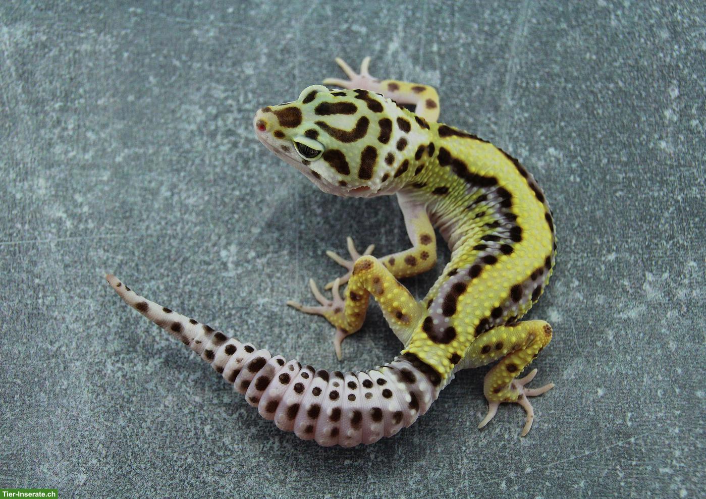 Bild 2: Gem Snow Leopardgecko Babys suchen bald ein neues Zuhause