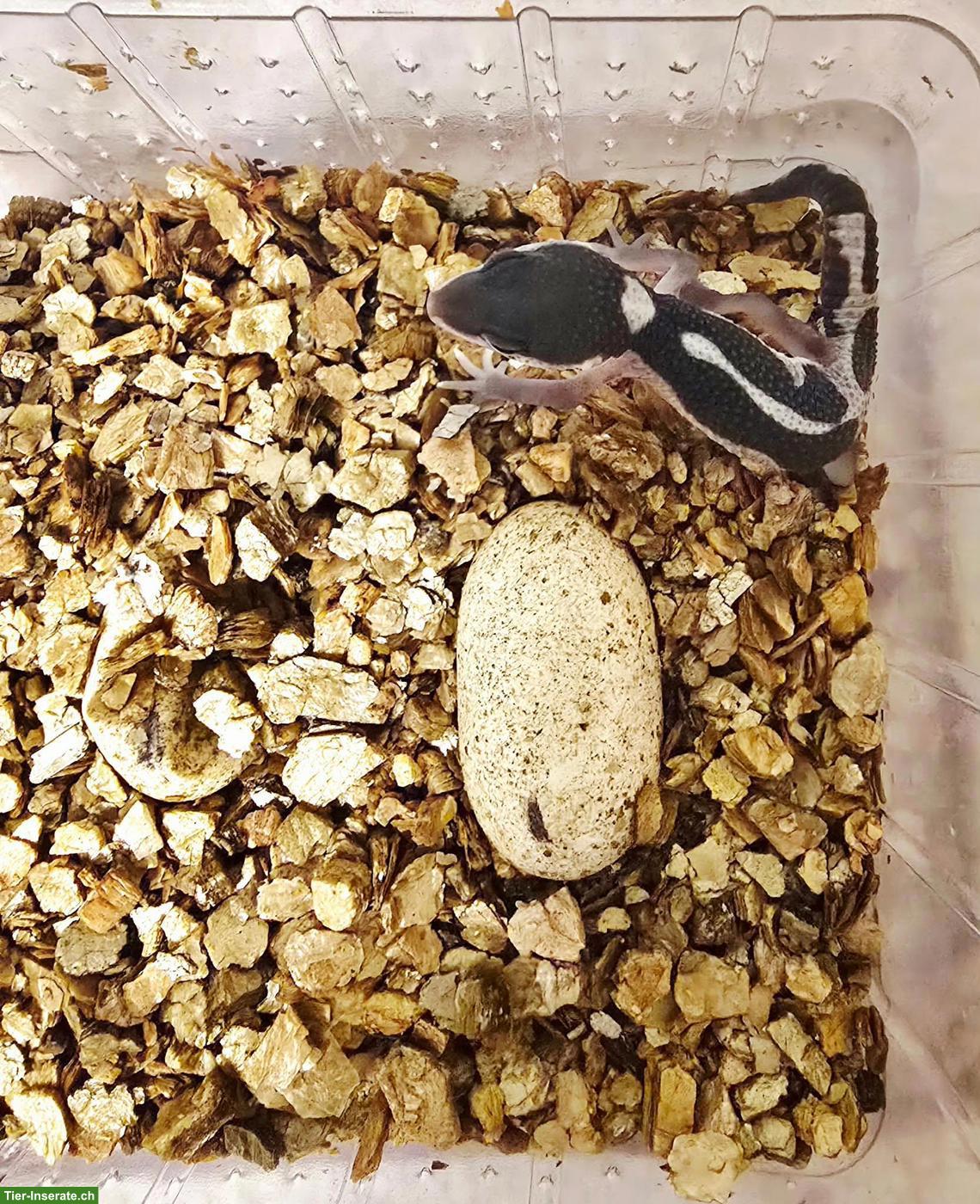 Bild 3: Gem Snow Leopardgecko Babys suchen bald ein neues Zuhause