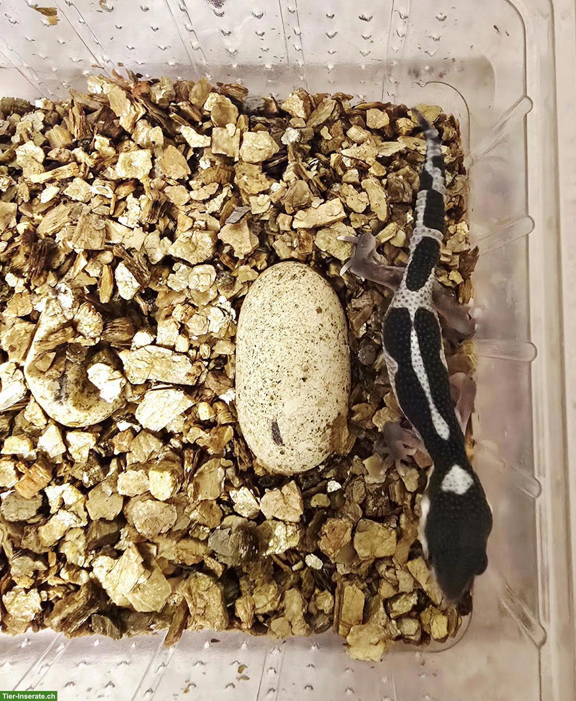 Bild 4: Gem Snow Leopardgecko Babys suchen bald ein neues Zuhause