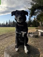 3-jährige Labrador x Husky Mischlingshündin sucht 5-Sterne Zuhause