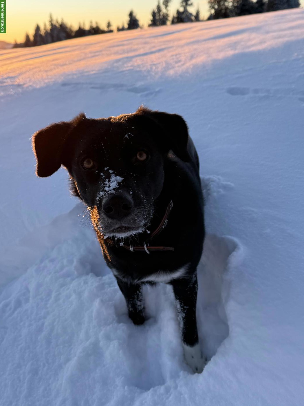 Bild 2: 3-jährige Labrador x Husky Mischlingshündin sucht 5-Sterne Zuhause