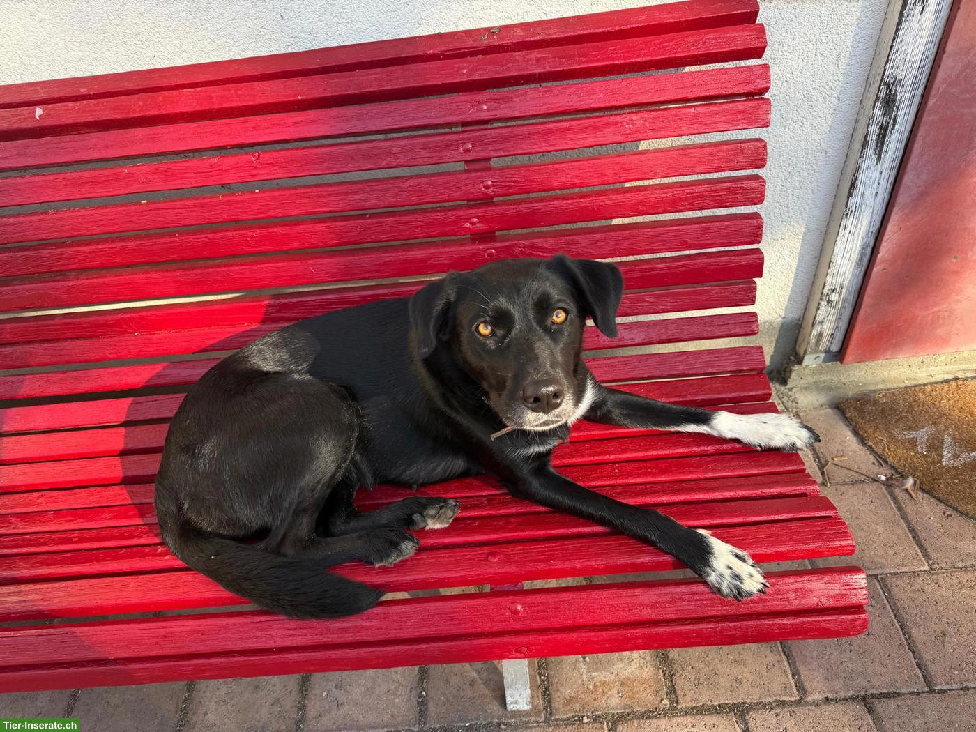 Bild 3: 3-jährige Labrador x Husky Mischlingshündin sucht 5-Sterne Zuhause