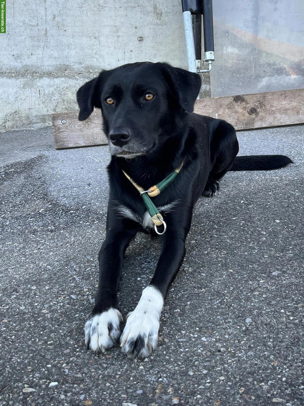 Bild 4: 3-jährige Labrador x Husky Mischlingshündin sucht 5-Sterne Zuhause