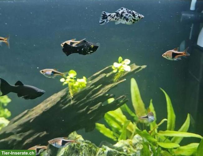 3 Dalmatin Mollys & 3 Black Mollys zu verkaufen