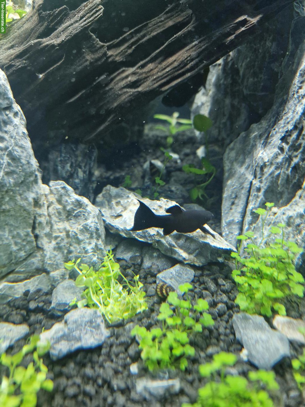 Bild 2: 3 Dalmatin Mollys & 3 Black Mollys zu verkaufen