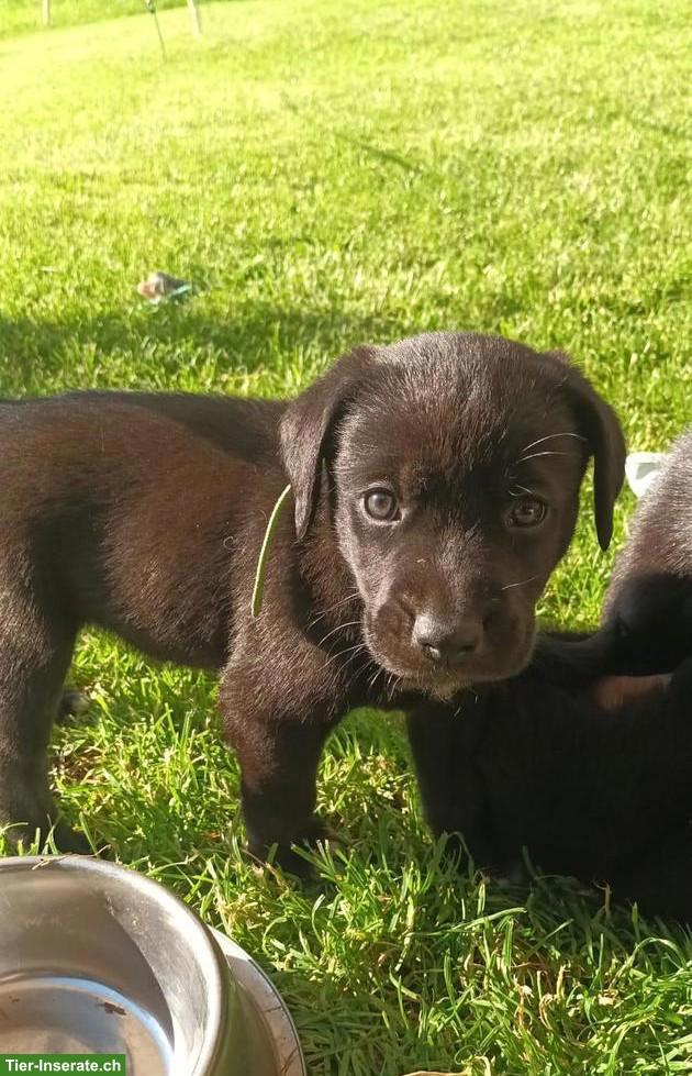 Labrador x Appenzeller/Border Collie Welpe, Rüde