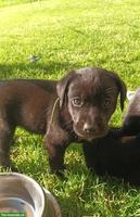 Labrador x Appenzeller/Border Collie Welpe, Rüde