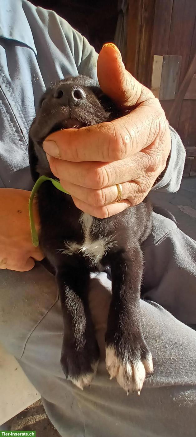 Bild 2: Labrador x Appenzeller/Border Collie Welpe, Rüde