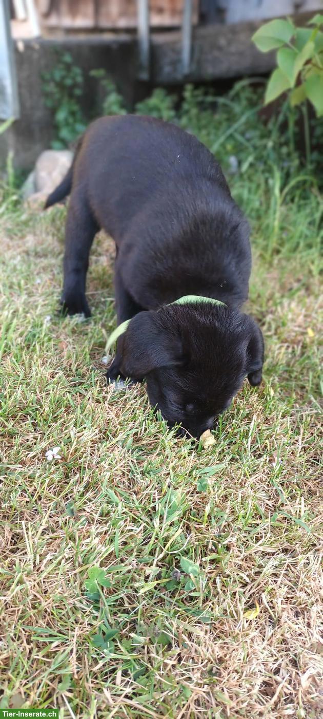 Bild 3: Labrador x Appenzeller/Border Collie Welpe, Rüde