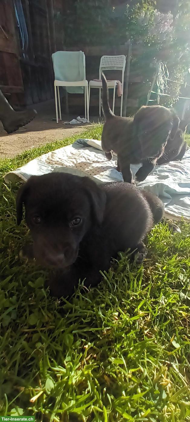 Bild 4: Labrador x Appenzeller/Border Collie Welpe, Rüde