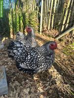 2 Zwerg-Wyandotten Legehennen zu verkaufen