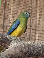 0.1 Schönsittich zu verkaufen