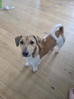 Junger Jack Russell Terrier Rüde zu verkaufen