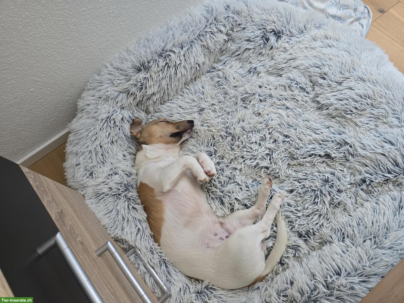 Bild 2: Junger Jack Russell Terrier Rüde zu verkaufen