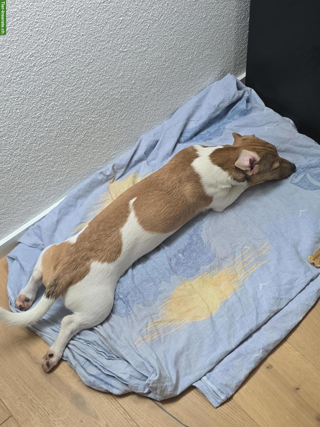 Bild 3: Junger Jack Russell Terrier Rüde zu verkaufen